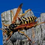 Pilot Lights to Perfection: The Role of a Gas Fitter in North Shore