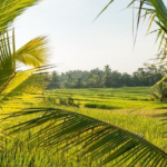 How to Choose the Right Solar Panels