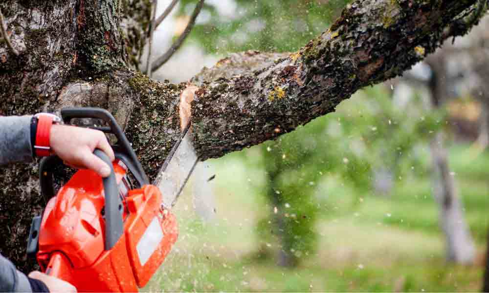 Tree Trimming